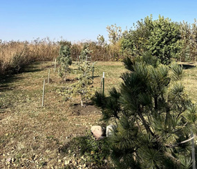 Field of trees