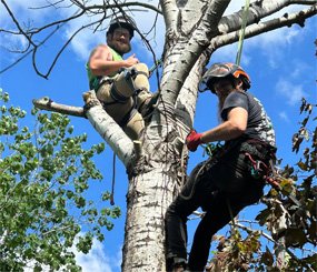 Arbor Monkees crew in tree